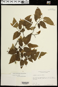 Carpinus caroliniana subsp. caroliniana image