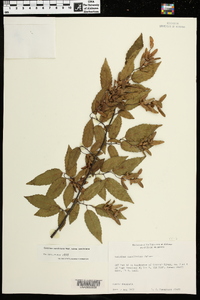 Carpinus caroliniana subsp. caroliniana image