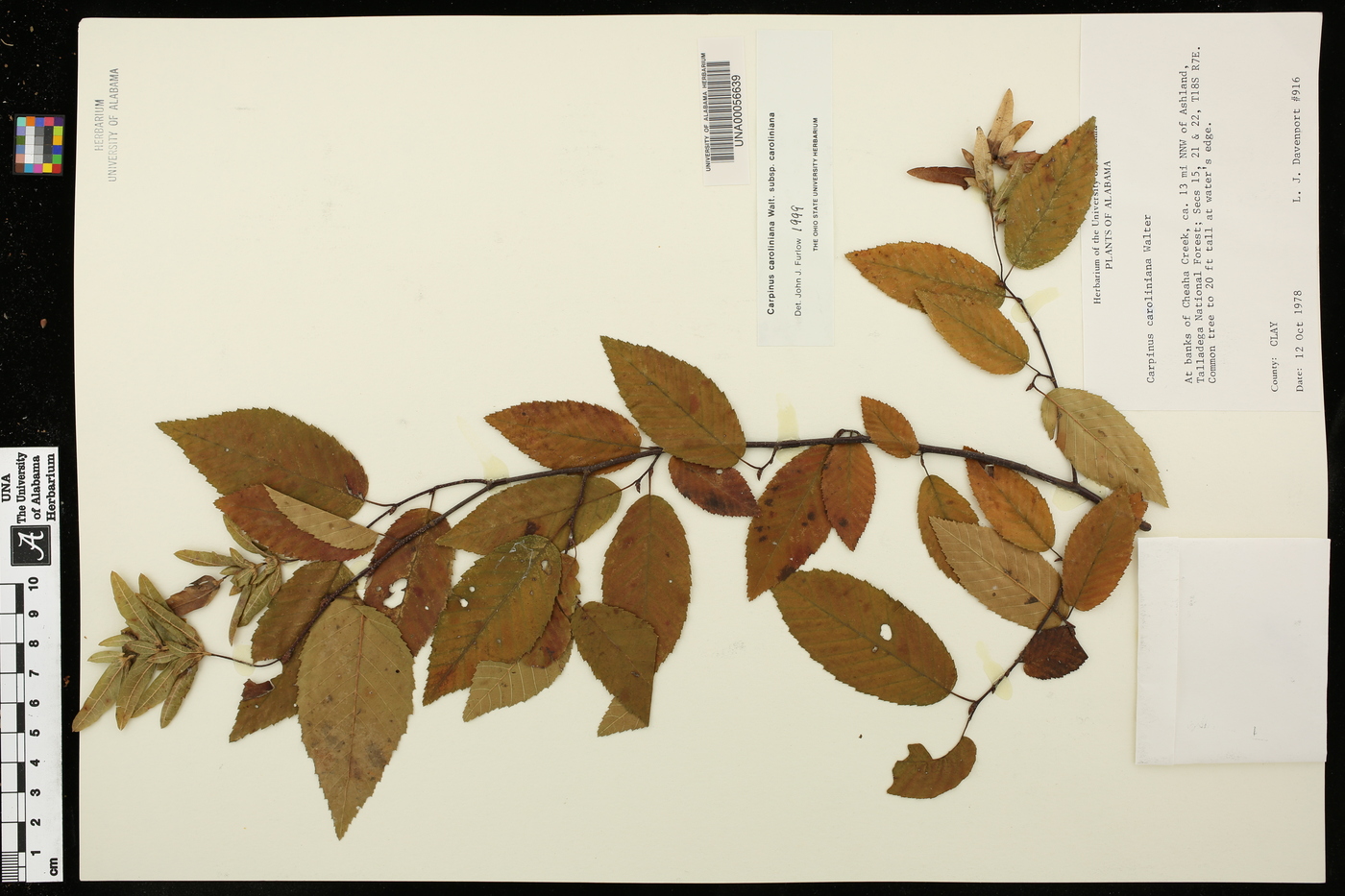 Carpinus caroliniana subsp. caroliniana image