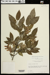 Carpinus caroliniana subsp. caroliniana image