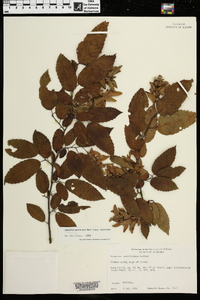 Carpinus caroliniana subsp. caroliniana image