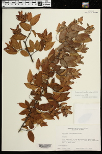 Carpinus caroliniana subsp. caroliniana image