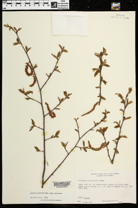 Carpinus caroliniana subsp. caroliniana image