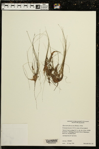 Eleocharis flavescens image