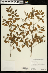 Ligustrum sinense image