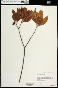 Illicium floridanum image