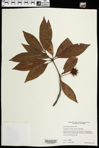 Illicium floridanum image