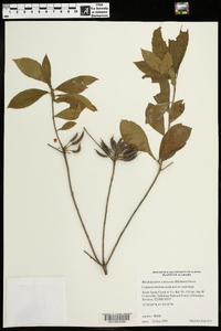 Rhododendron canescens image