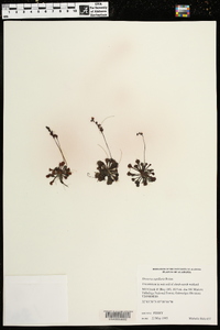 Drosera capillaris image