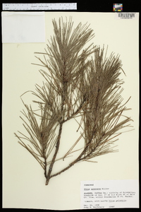 Pinus echinata image