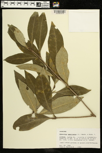 Osmanthus americanus image