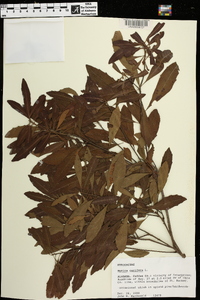 Myrica cerifera image