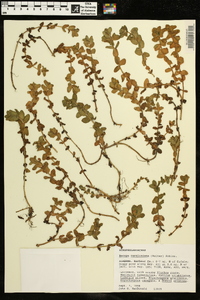 Bacopa caroliniana image