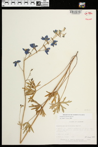 Delphinium alabamicum image