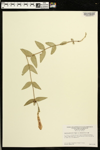 Spigelia gentianoides var. alabamensis image