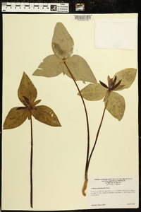 Trillium stamineum image