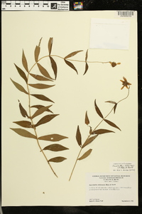 Jamesianthus alabamensis image