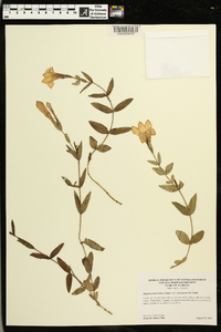 Spigelia gentianoides var. alabamensis image