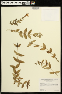 Spigelia gentianoides var. alabamensis image