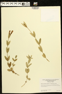 Spigelia gentianoides var. alabamensis image