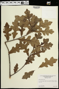 Quercus margarettiae image