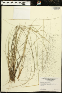 Muhlenbergia capillaris image