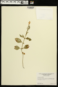 Scutellaria incana image