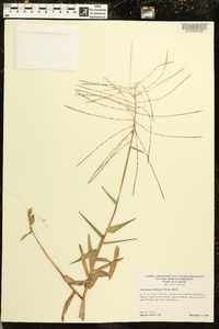 Gymnopogon ambiguus image