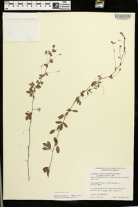 Lespedeza stuevei image