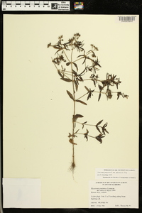 Houstonia purpurea image