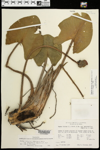 Nuphar advena subsp. advena image