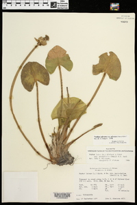 Nuphar advena image