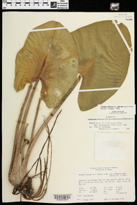 Nuphar advena image