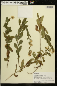 Solidago petiolaris image