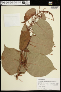 Reynoutria japonica image