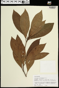 Illicium floridanum image