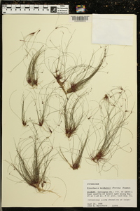 Eleocharis baldwinii image