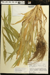 Urochloa texana image