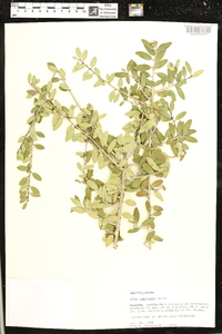 Ilex vomitoria image