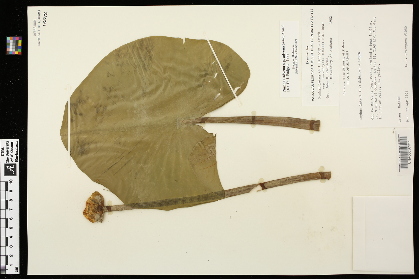 Nuphar advena subsp. advena image