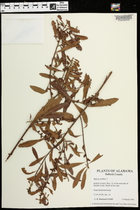 Myrica cerifera image