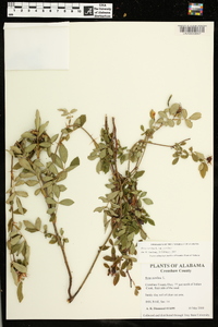 Rosa carolina subsp. carolina image