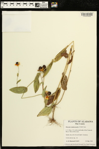 Rudbeckia amplexicaulis image