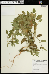 Sida spinosa image