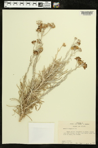 Senecio flaccidus var. monoensis image