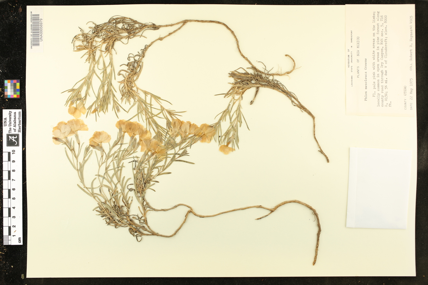 Phlox mesoleuca image