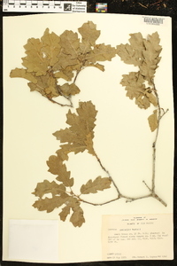 Quercus gambelii image