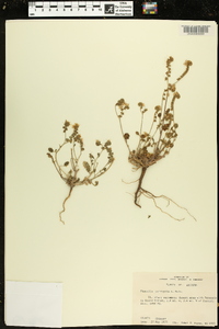 Phacelia crenulata var. corrugata image