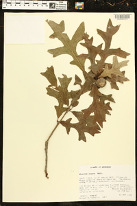 Quercus lyrata image