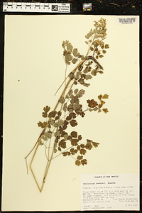 Thalictrum fendleri image